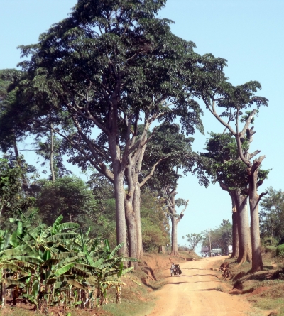 Teac african
