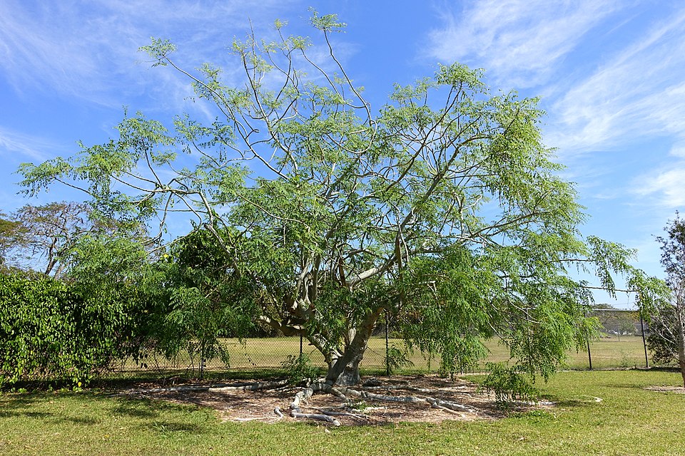 Arborele de hrean african