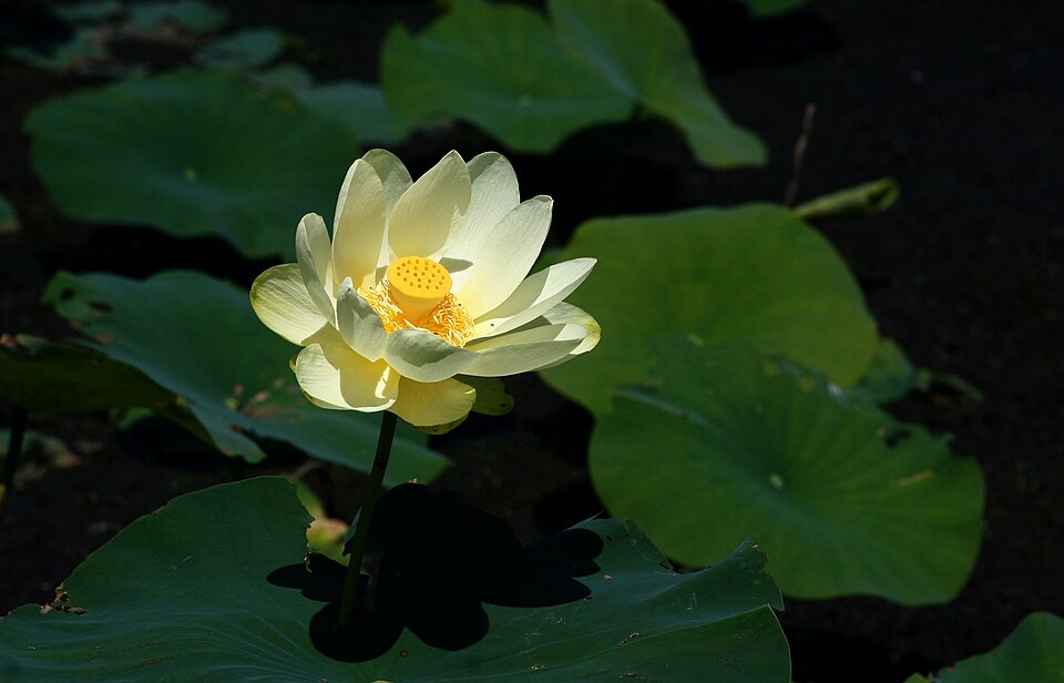 Lotus american