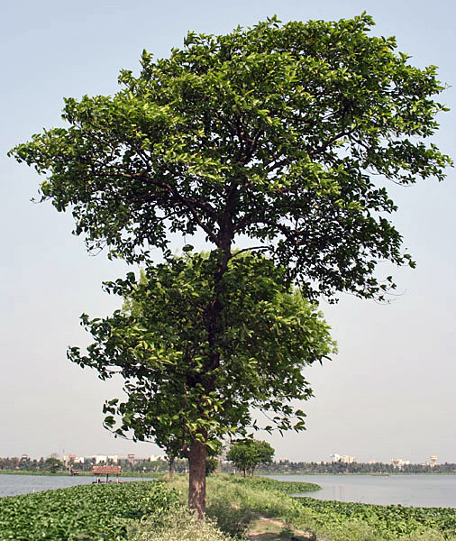 Amboina