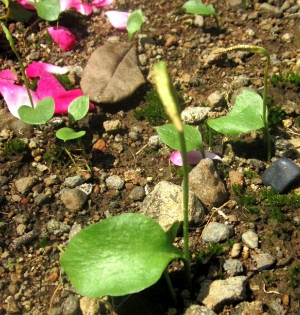 Limba șarpelui — Ophioglossum reticulatum
