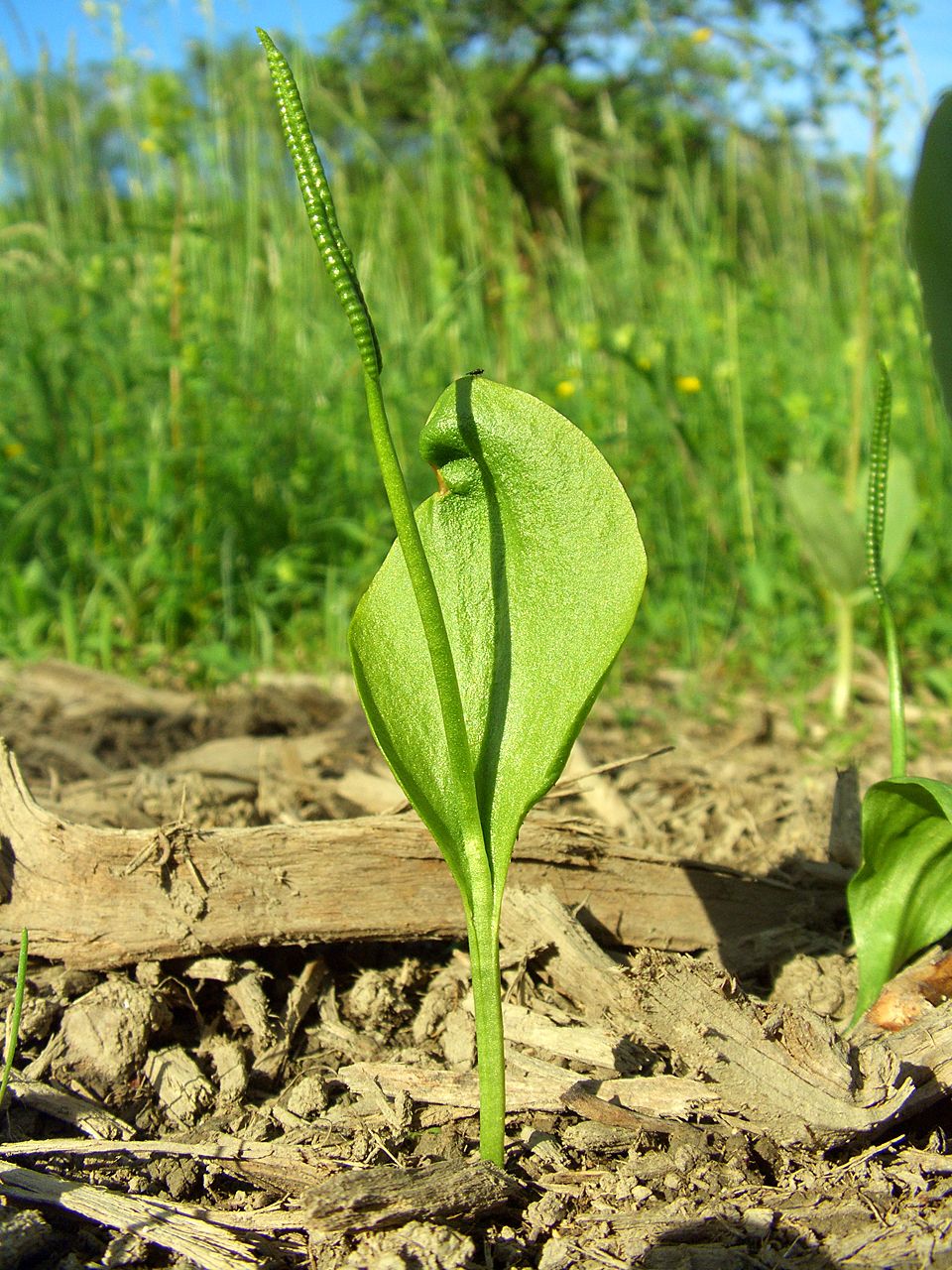 Limba șarpelui