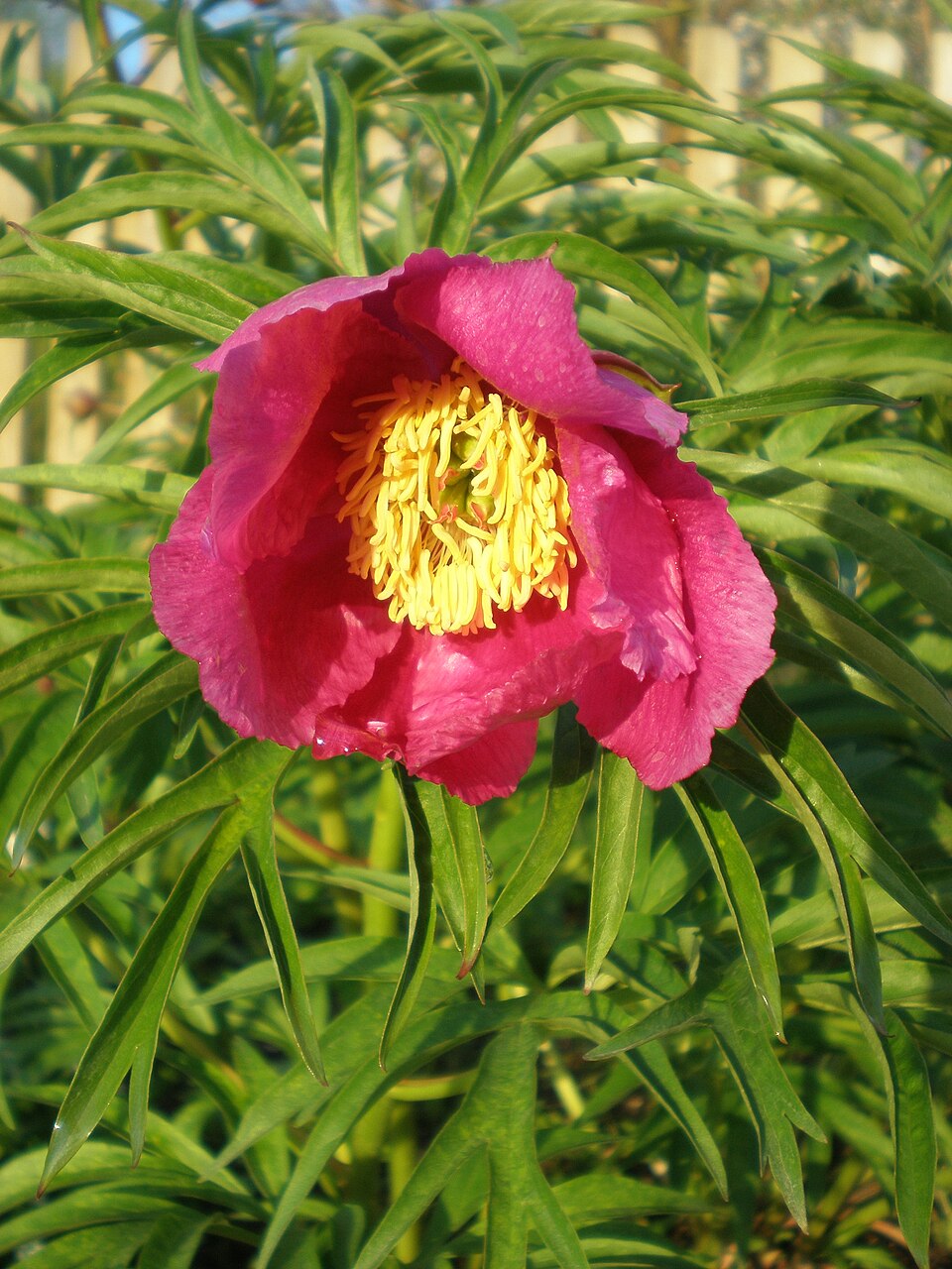 Bujor anormal — Paeonia anomala