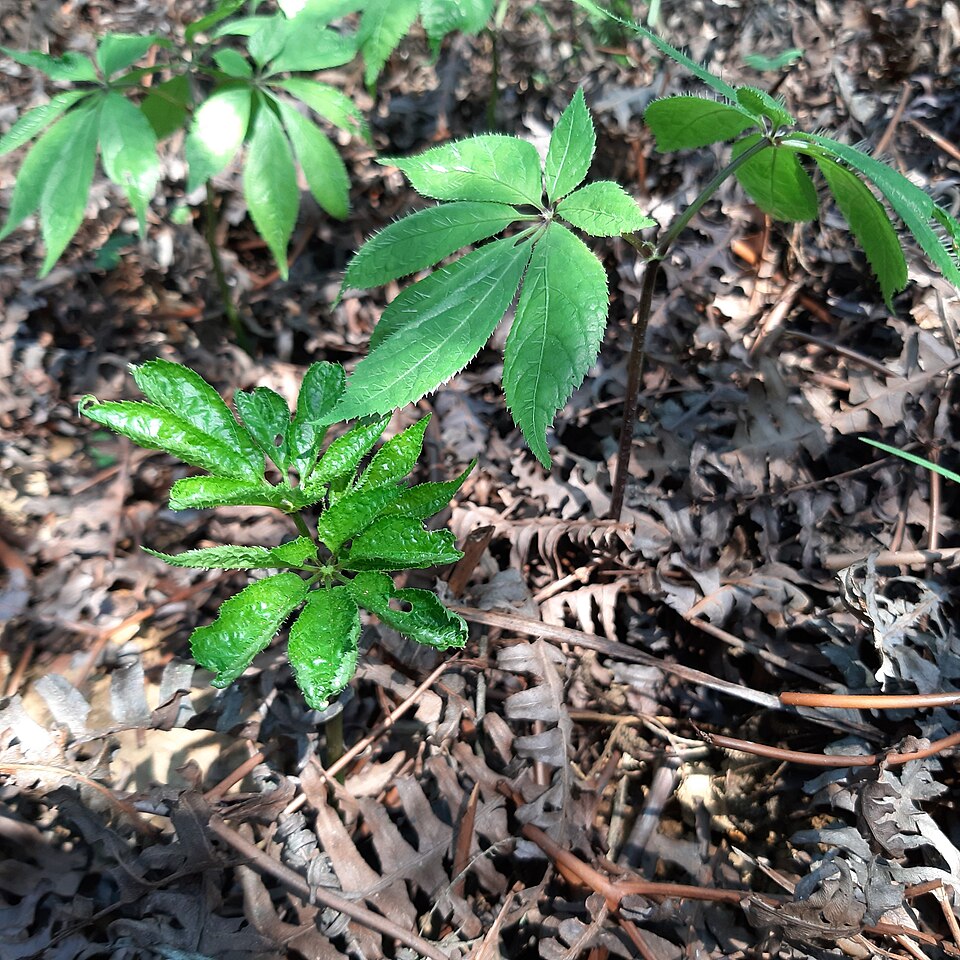 Ginseng