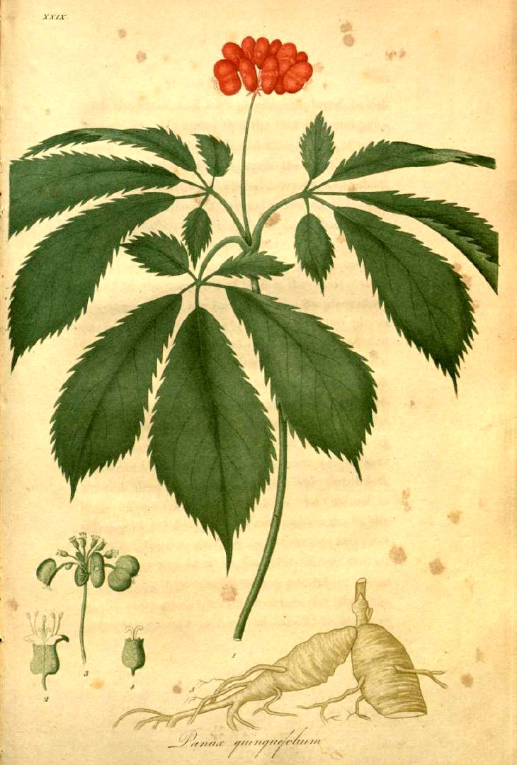 Ginseng american