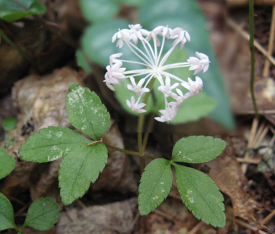 Alun de pământ — Panax trifolius