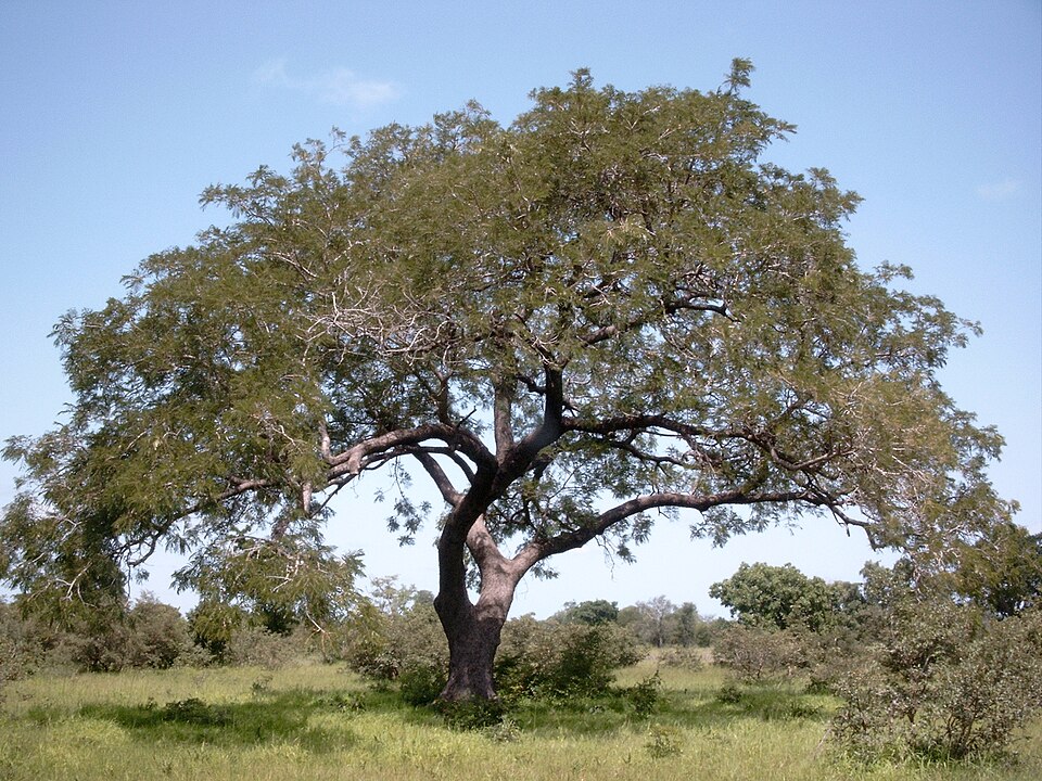 Salcâm african