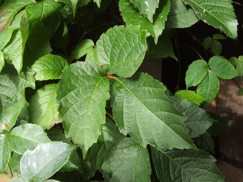 Parthenocissus himalayana