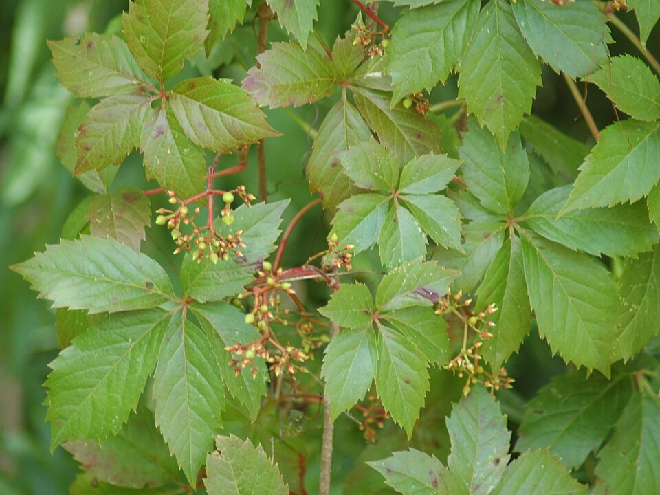 Viță sălbatică — Parthenocissus quinquefolia