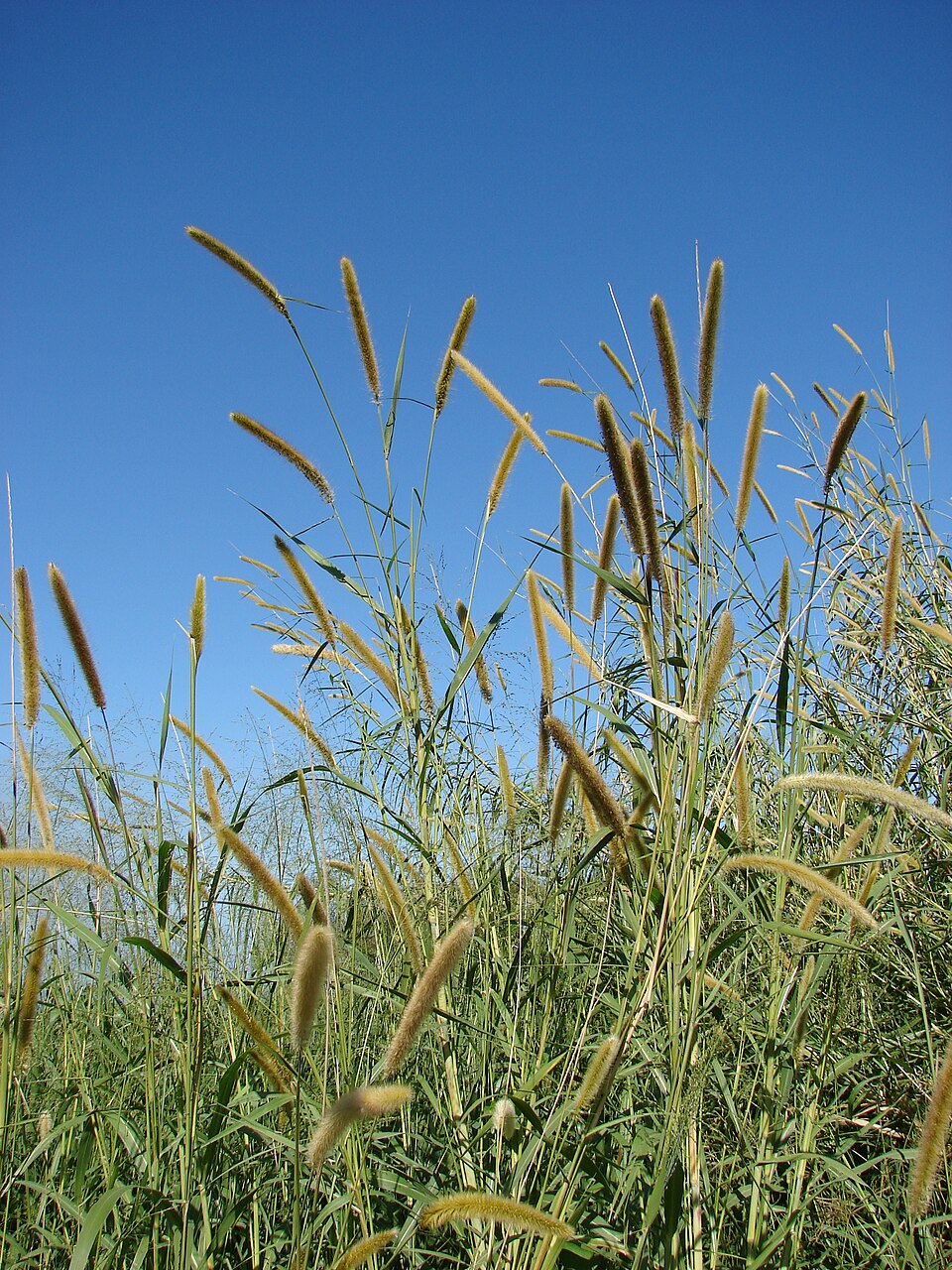 Iarba elefantului