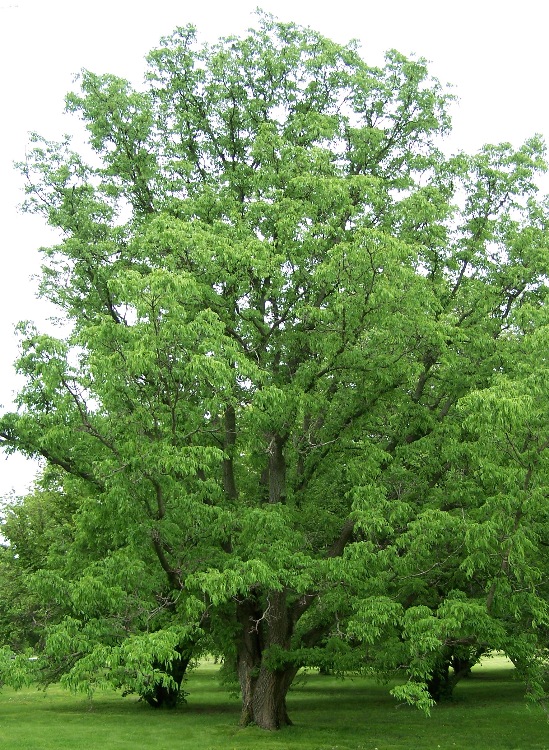 Arborele de plută de Amur