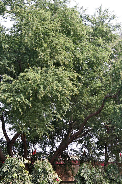 Tamarind de Manila