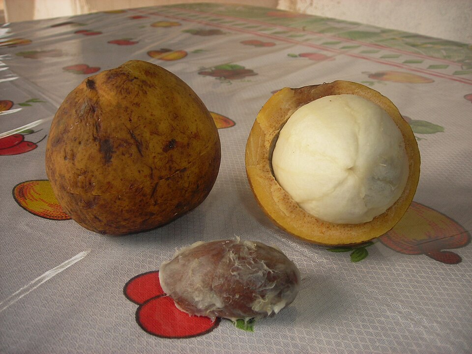 Bakuri