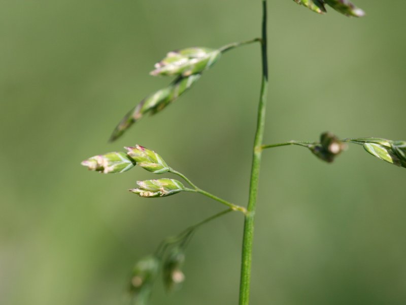Iarba anuală — Poa annua