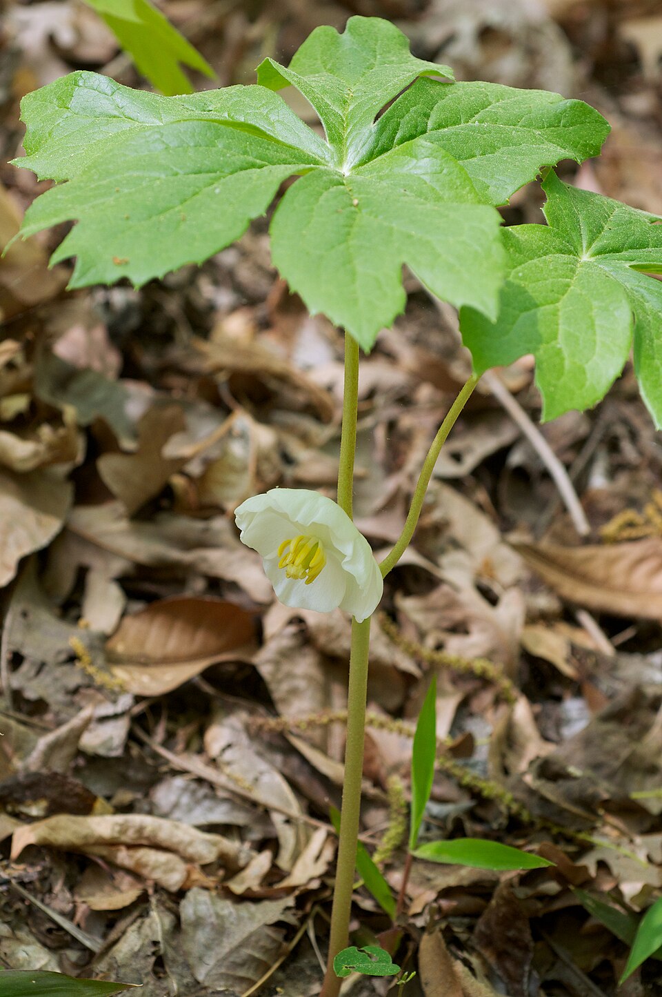 Mandragoră americană