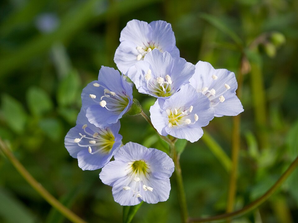 Rădăcină de abces — Polemonium reptans