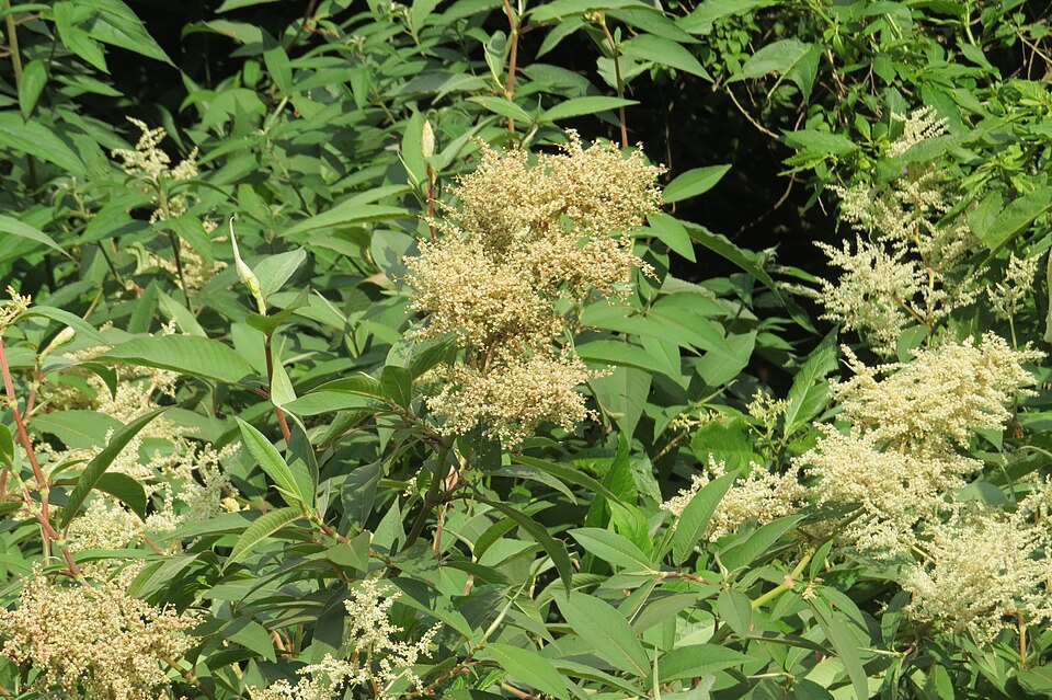 Hrișcă moale — Polygonum molle