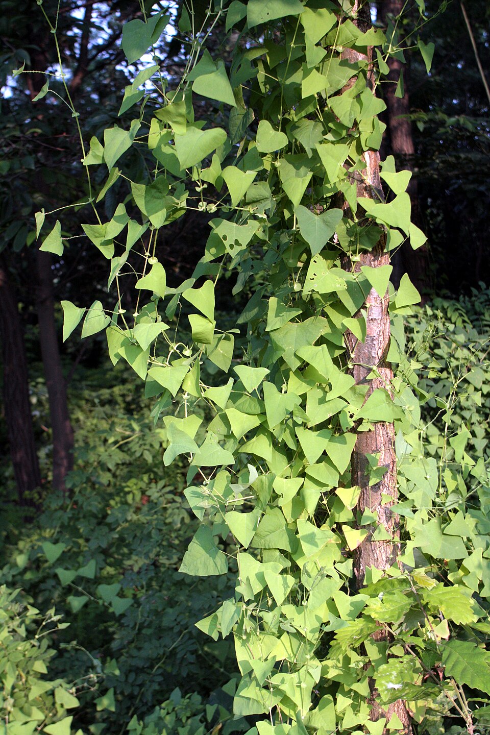 Asiatic tearthumb