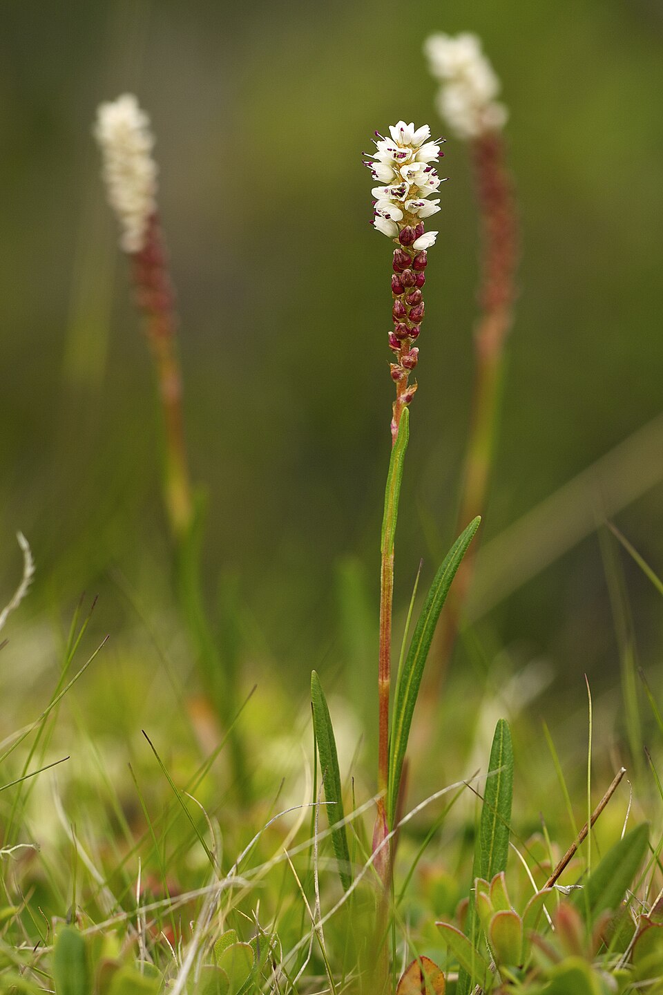 Bistortă alpină — Polygonum viviparum