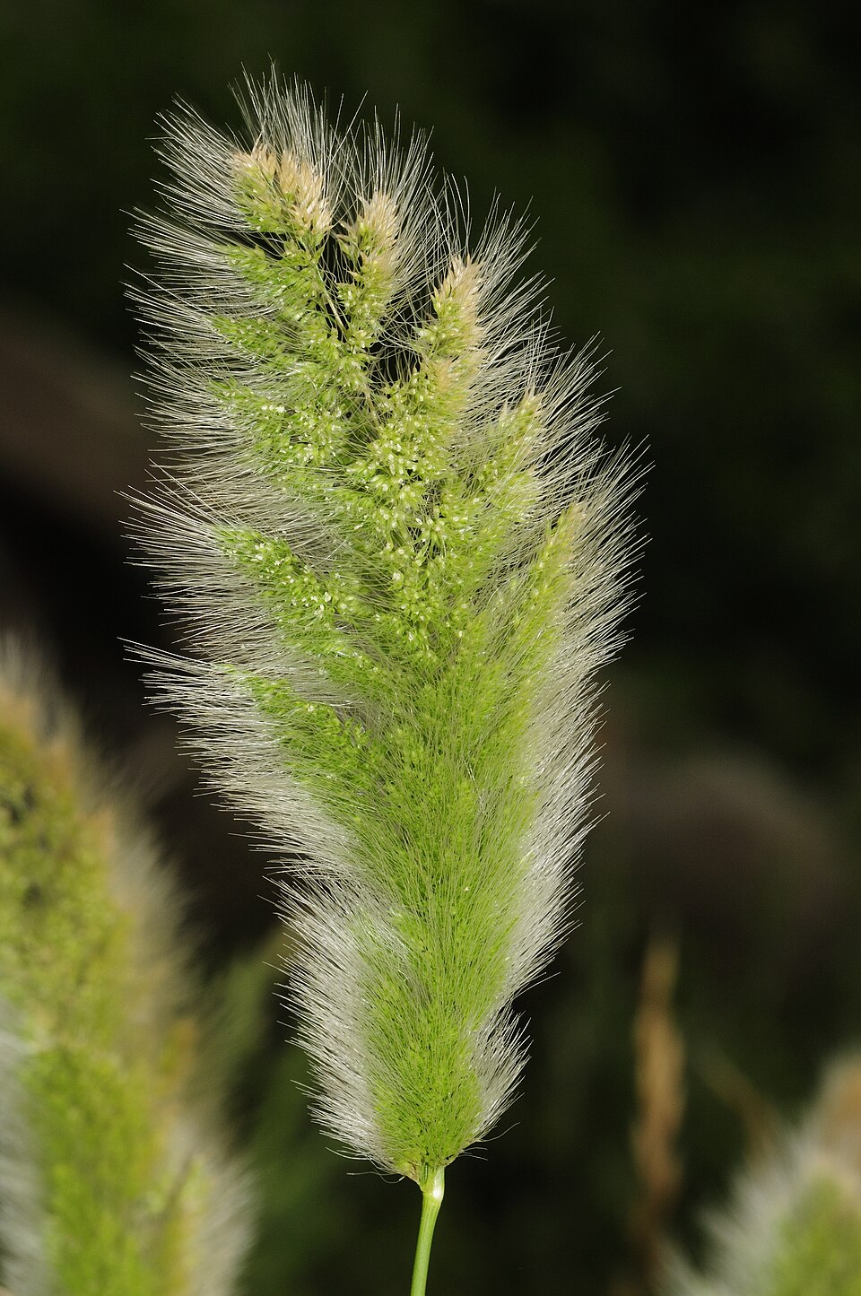 Barbă de iepure anuală — Polypogon monspeliensis