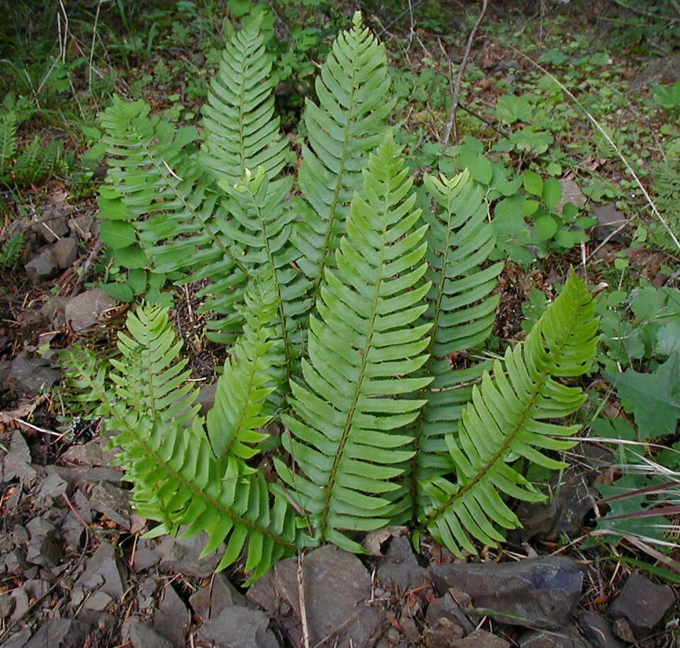 Feriga Holly gigant — Polystichum munitum