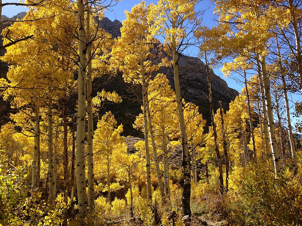 Aspen american