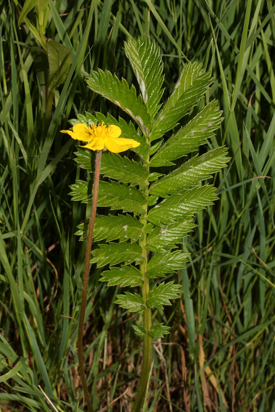 Argintică — Potentilla anserina