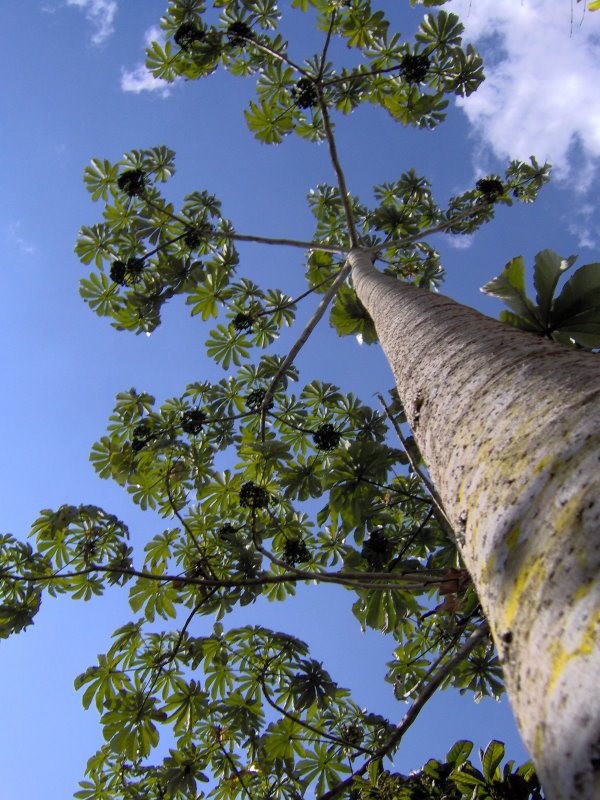 Strugure Amazonian