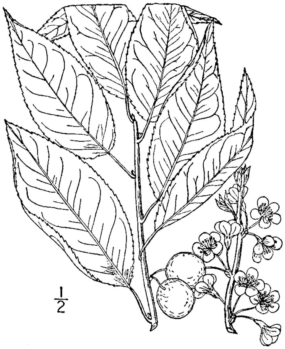 Prun Allegheny