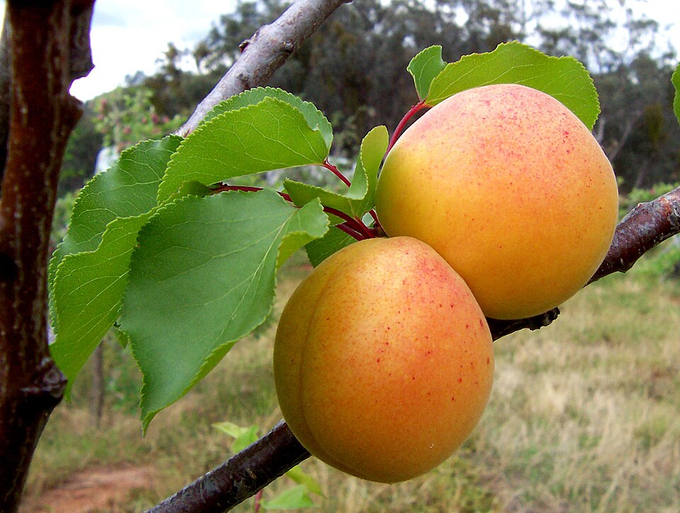 Cais — Prunus armeniaca