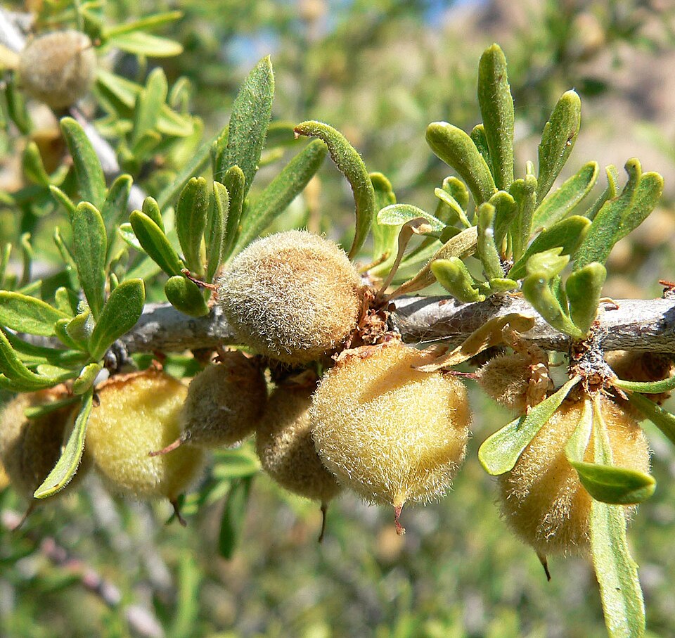Migdal de deșert — Prunus fasciculata