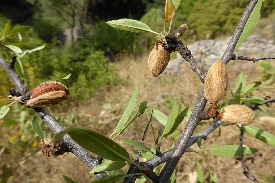 Prunus fenzliana