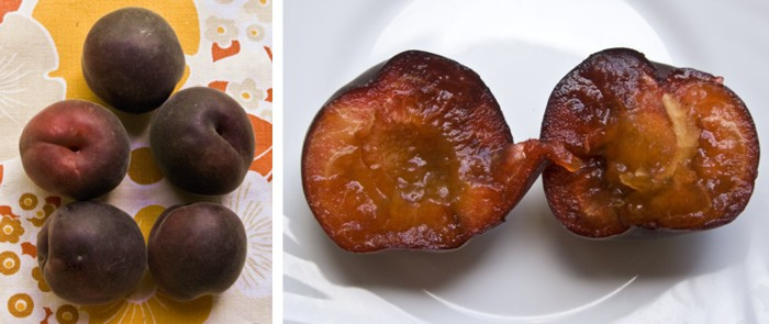 Cais negru — Prunus x dasycarpa