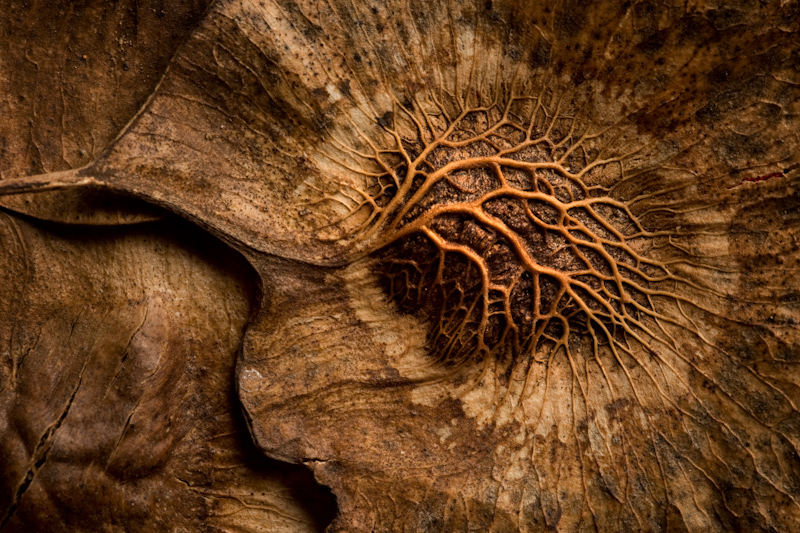 Padauk din Andaman