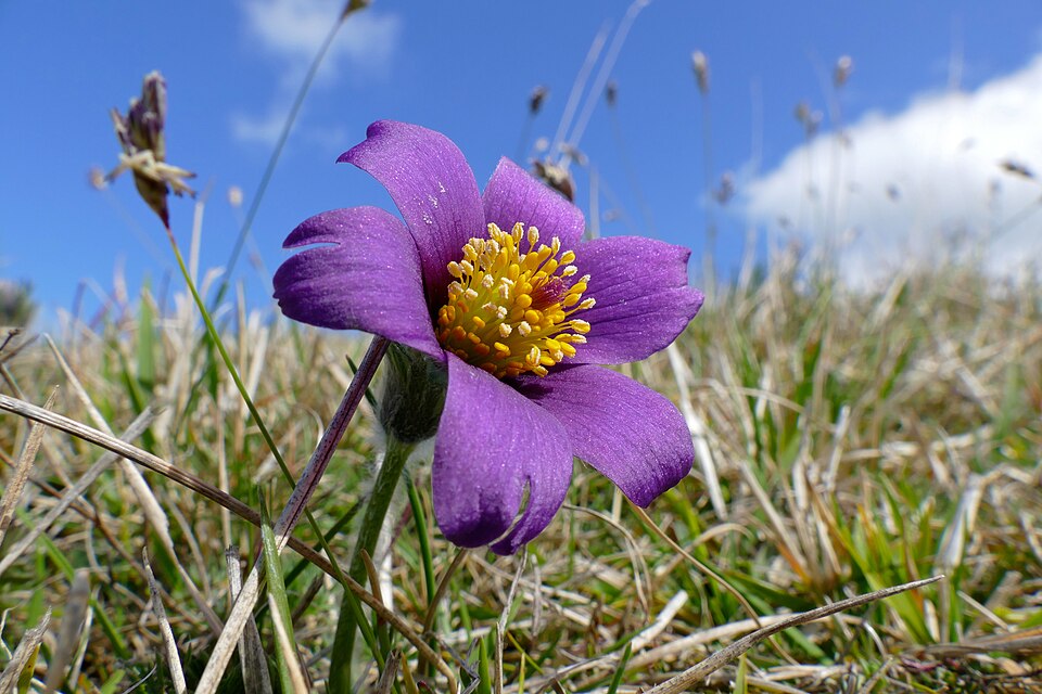 Floarea Paștilor — Pulsatilla vulgaris