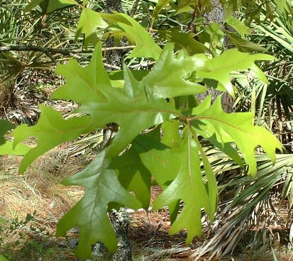 Stejar de curcan american — Quercus laevis