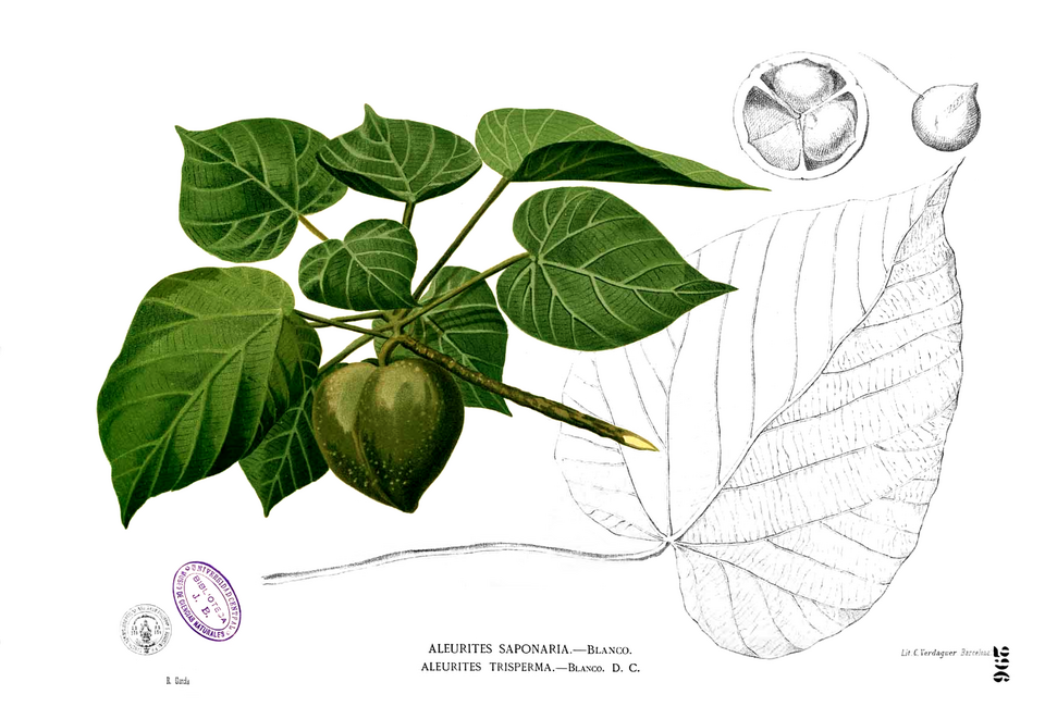 Nuc de Otaheite