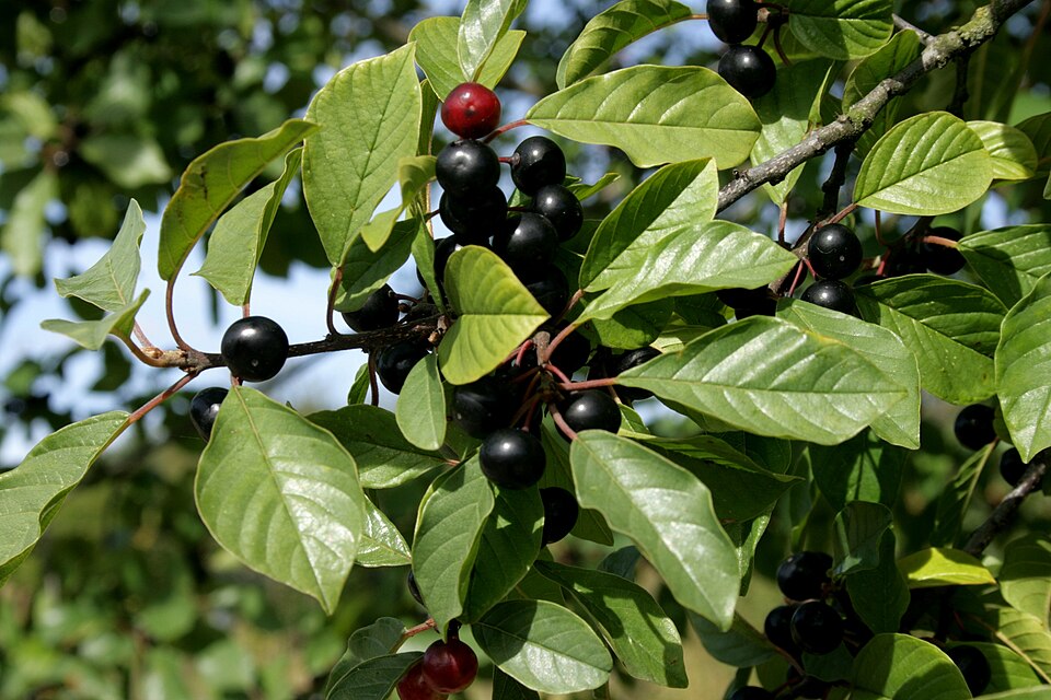 Crușin — Rhamnus frangula