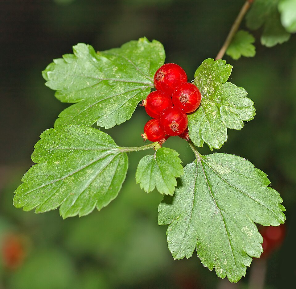 Coacăz alpin — Ribes alpinum