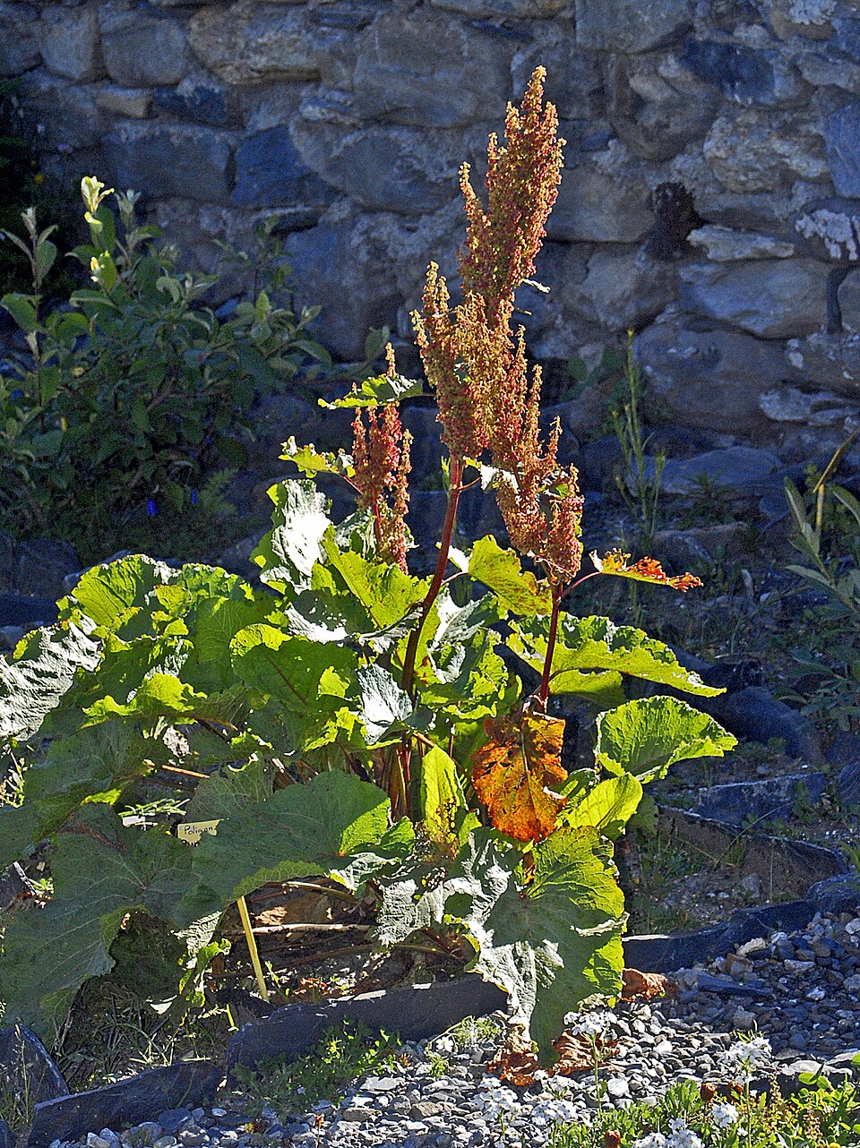 Măcriș de munte — Rumex alpinus