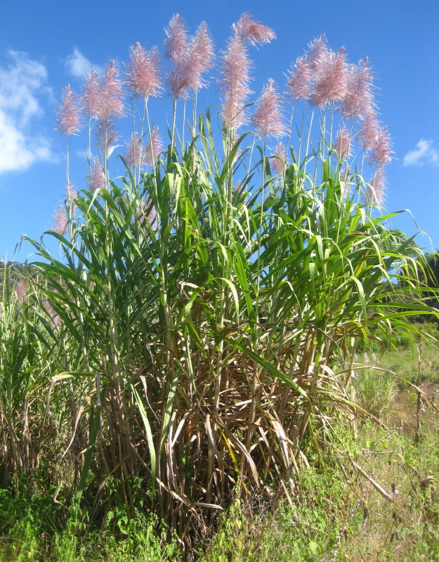 Trestie de zahăr — Saccharum officinarum