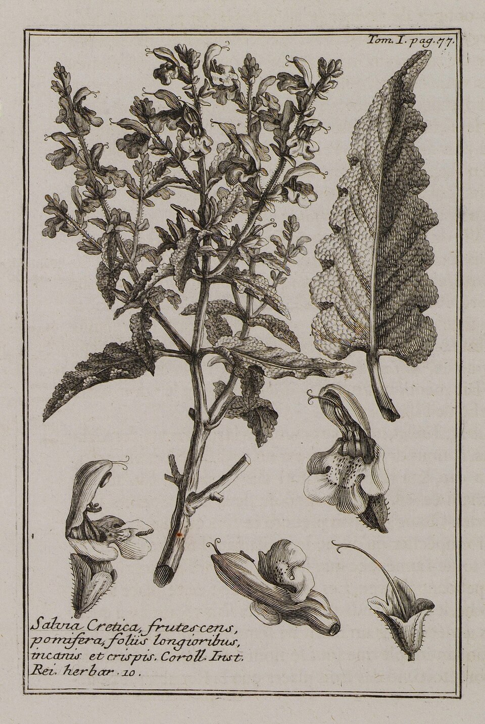 Salvie de mere