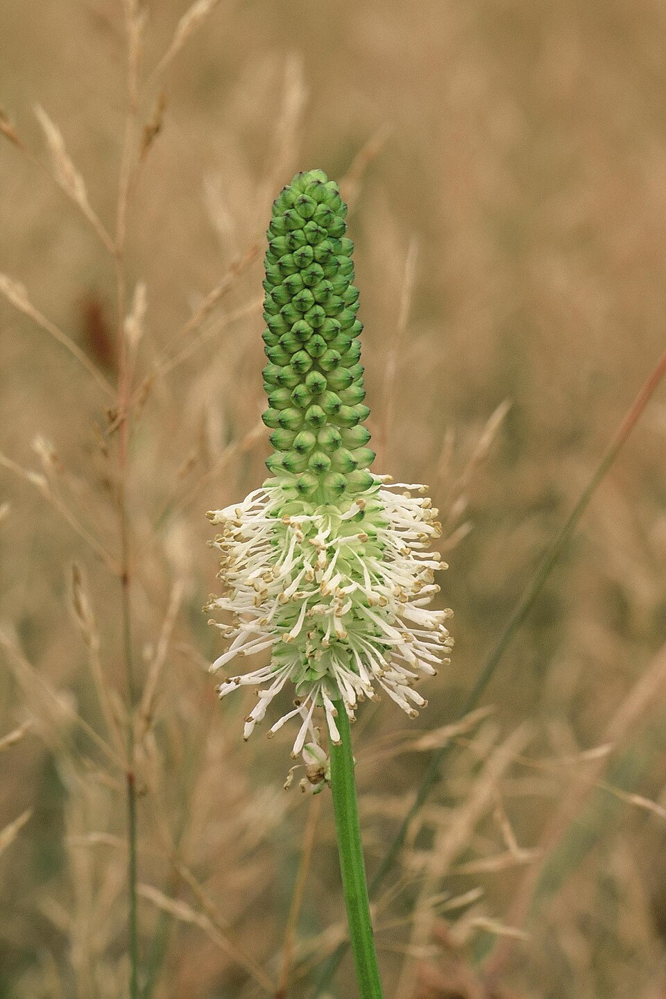 Sanguisorba americană