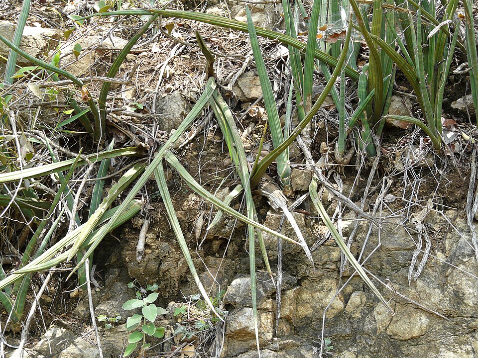 Cânepă indiană cu arcuri — Sansevieria roxburghiana