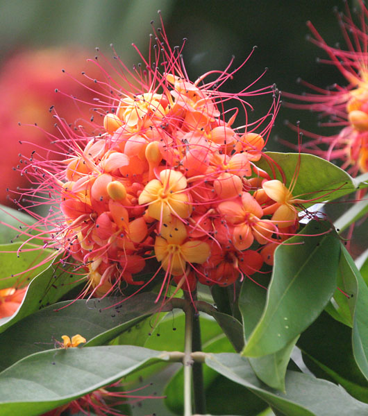 Arborele Asoka