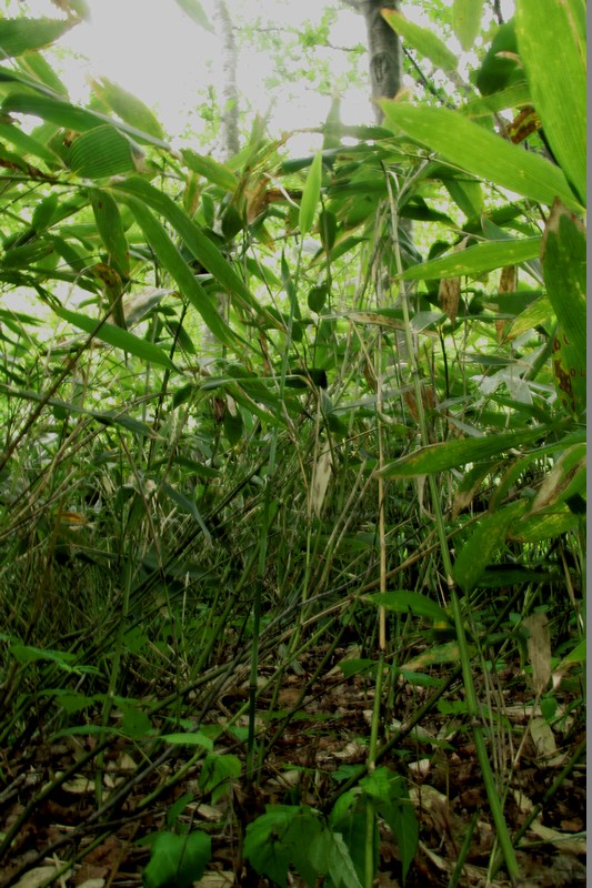 Chishima Zasa — Sasa kurilensis