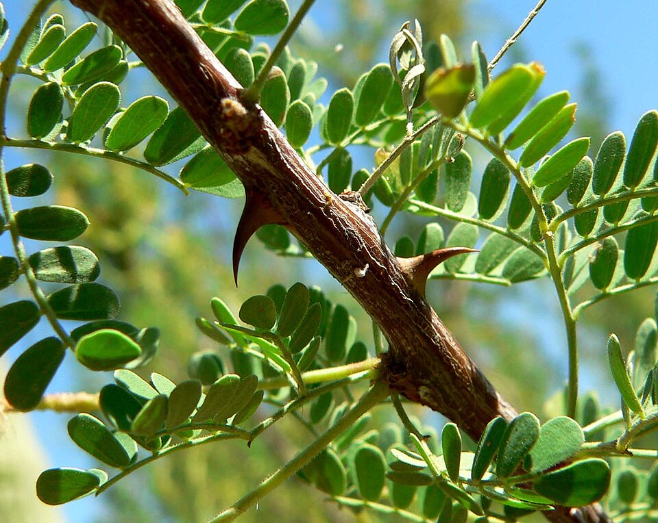 Acacia Catclaw