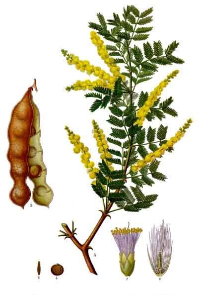 Gumă arabică — Senegalia senegal