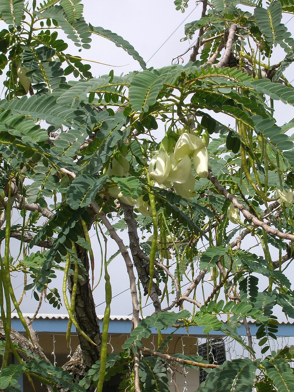 Hummingbird Vegetal