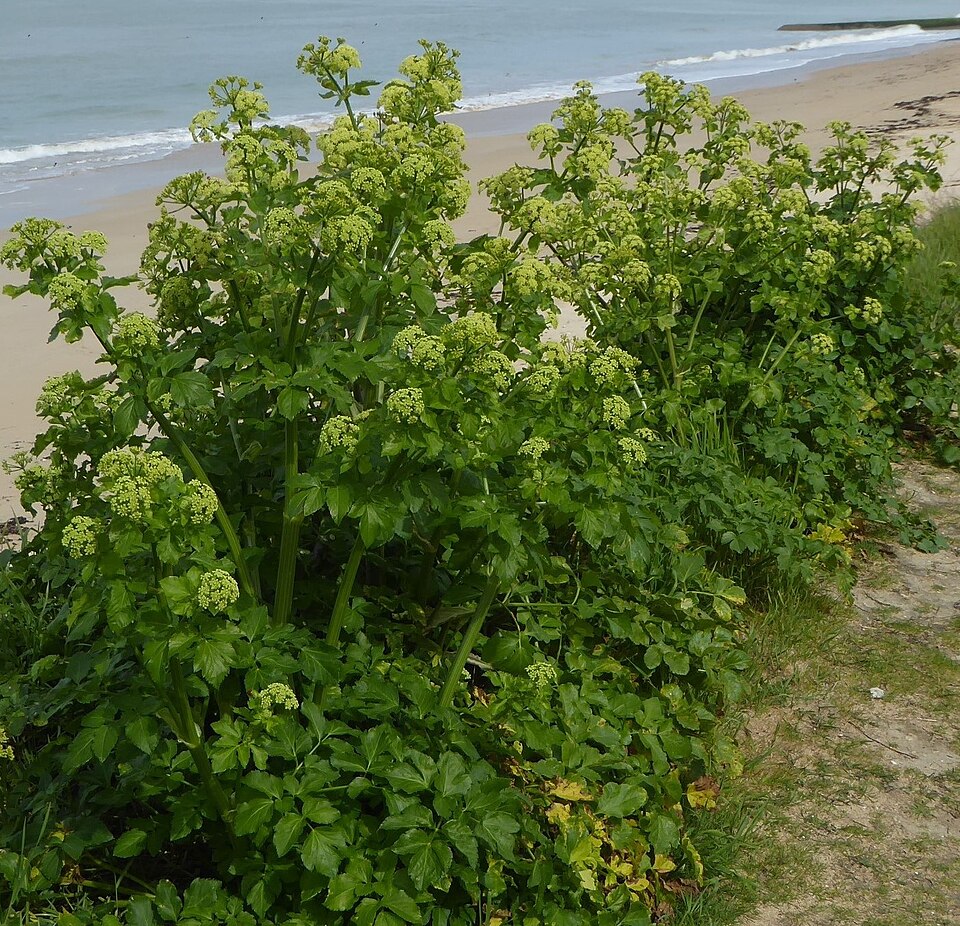 Alexanders